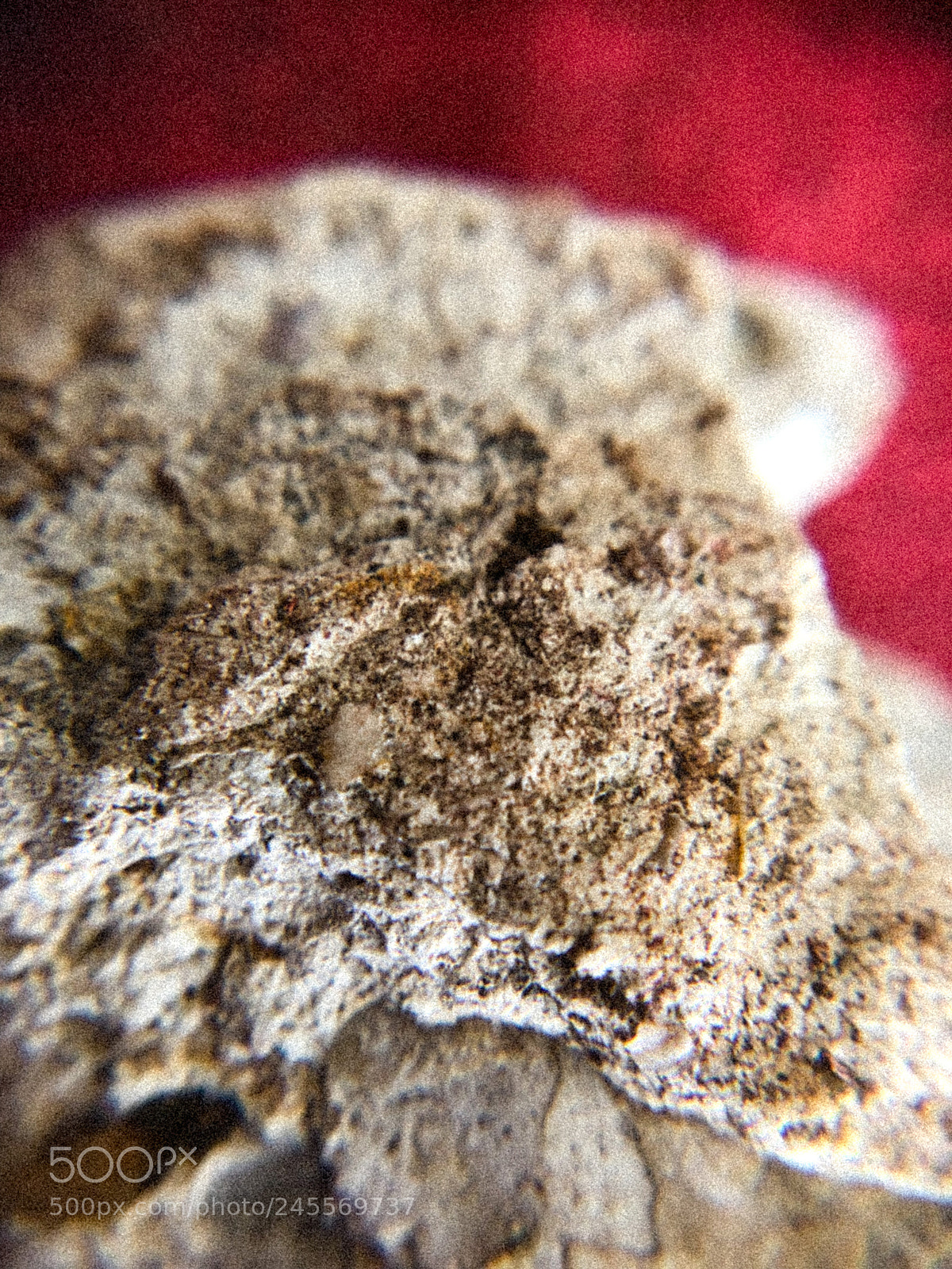 Apple iPhone X sample photo. Pet rock photography
