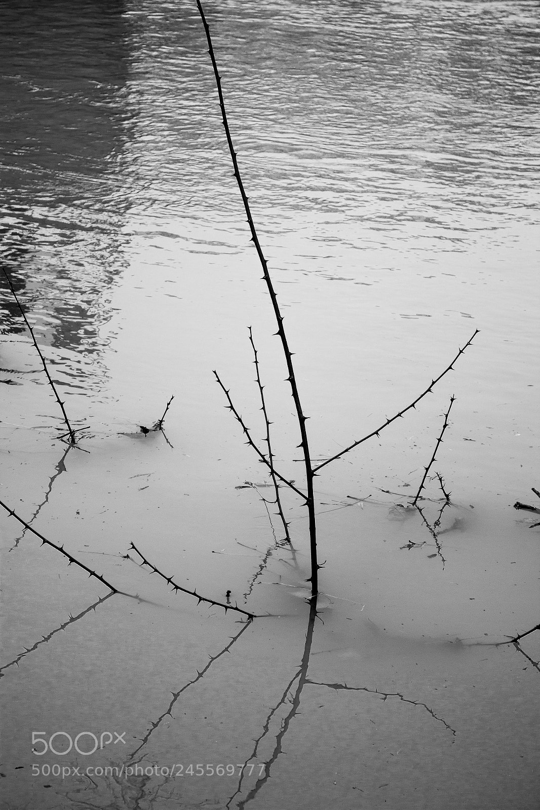 Canon EOS 600D (Rebel EOS T3i / EOS Kiss X5) sample photo. Noyé photography