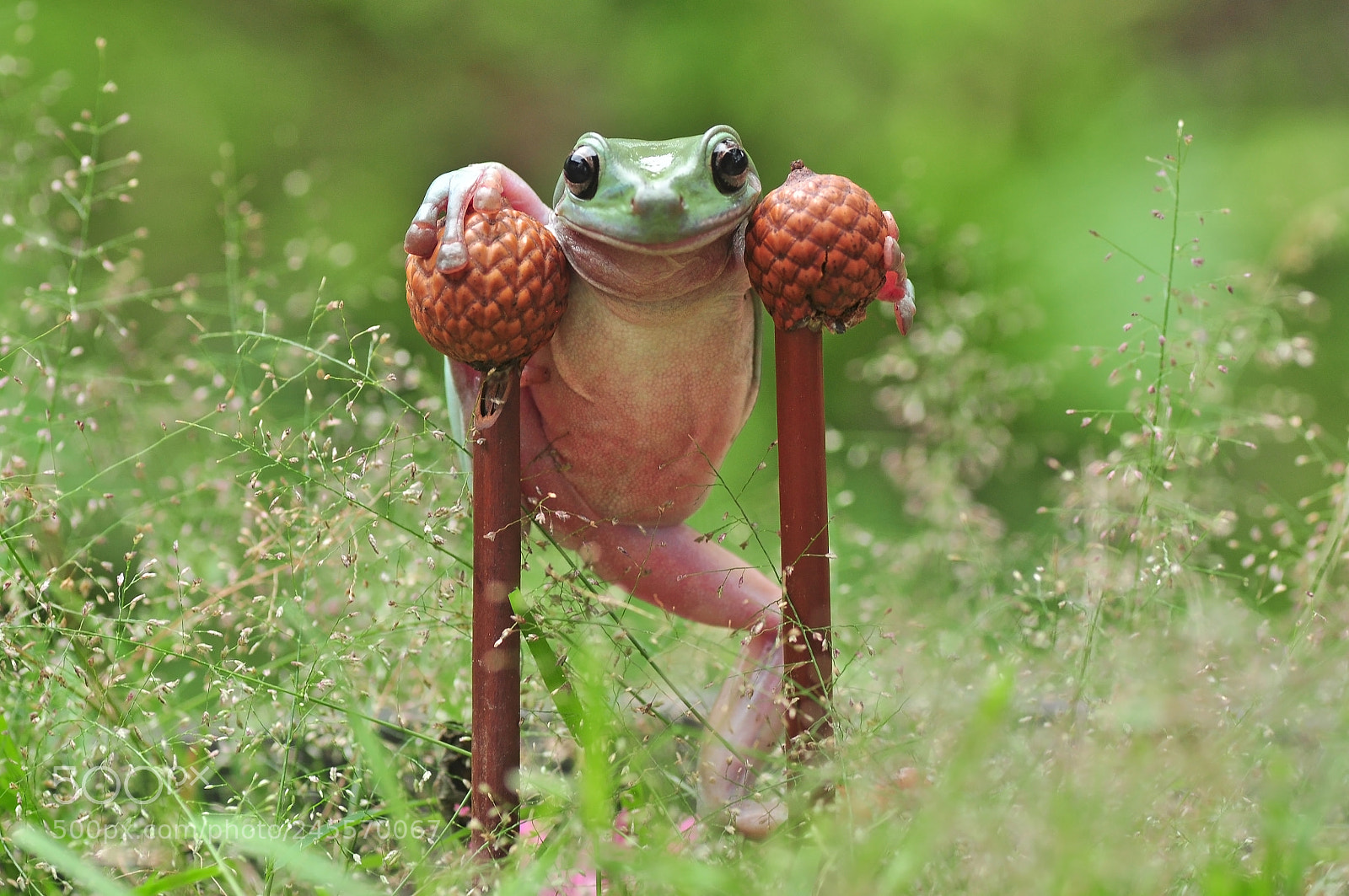 Nikon D5000 sample photo. Frog in style photography