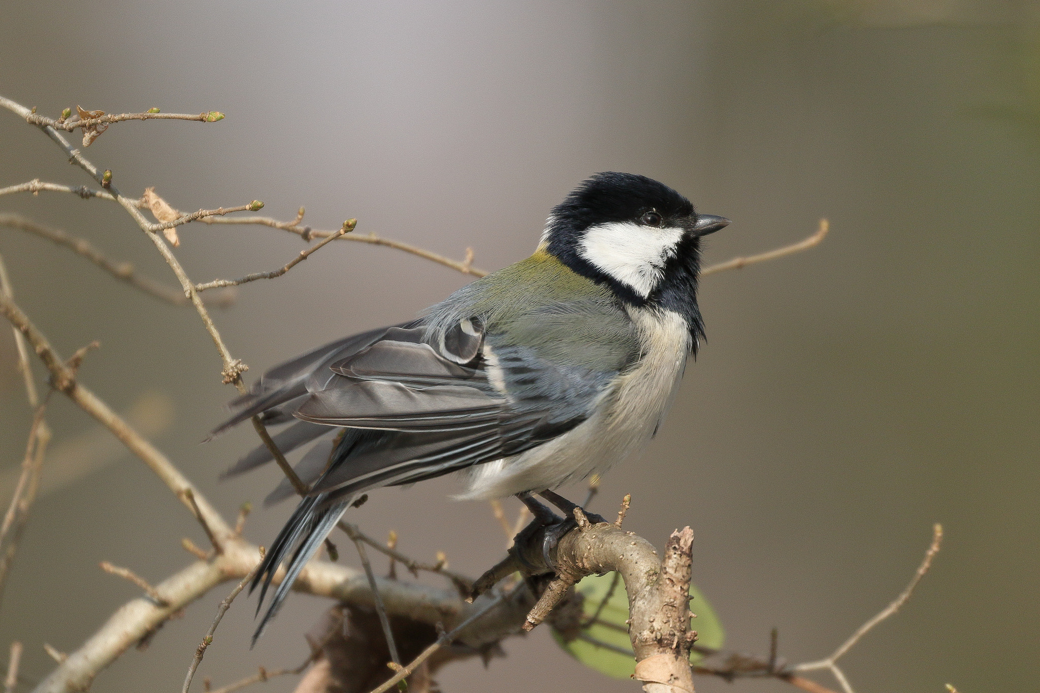 Canon EOS 7D Mark II sample photo. 四十雀 シジュウカラ 7i2a2335 photography