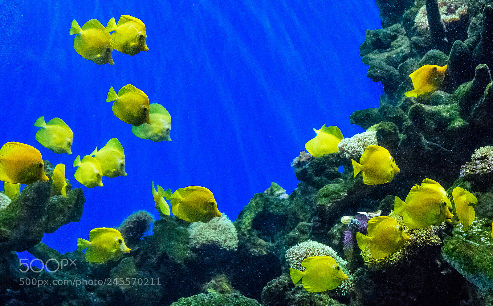 Nikon D810 sample photo. A coral reef its photography