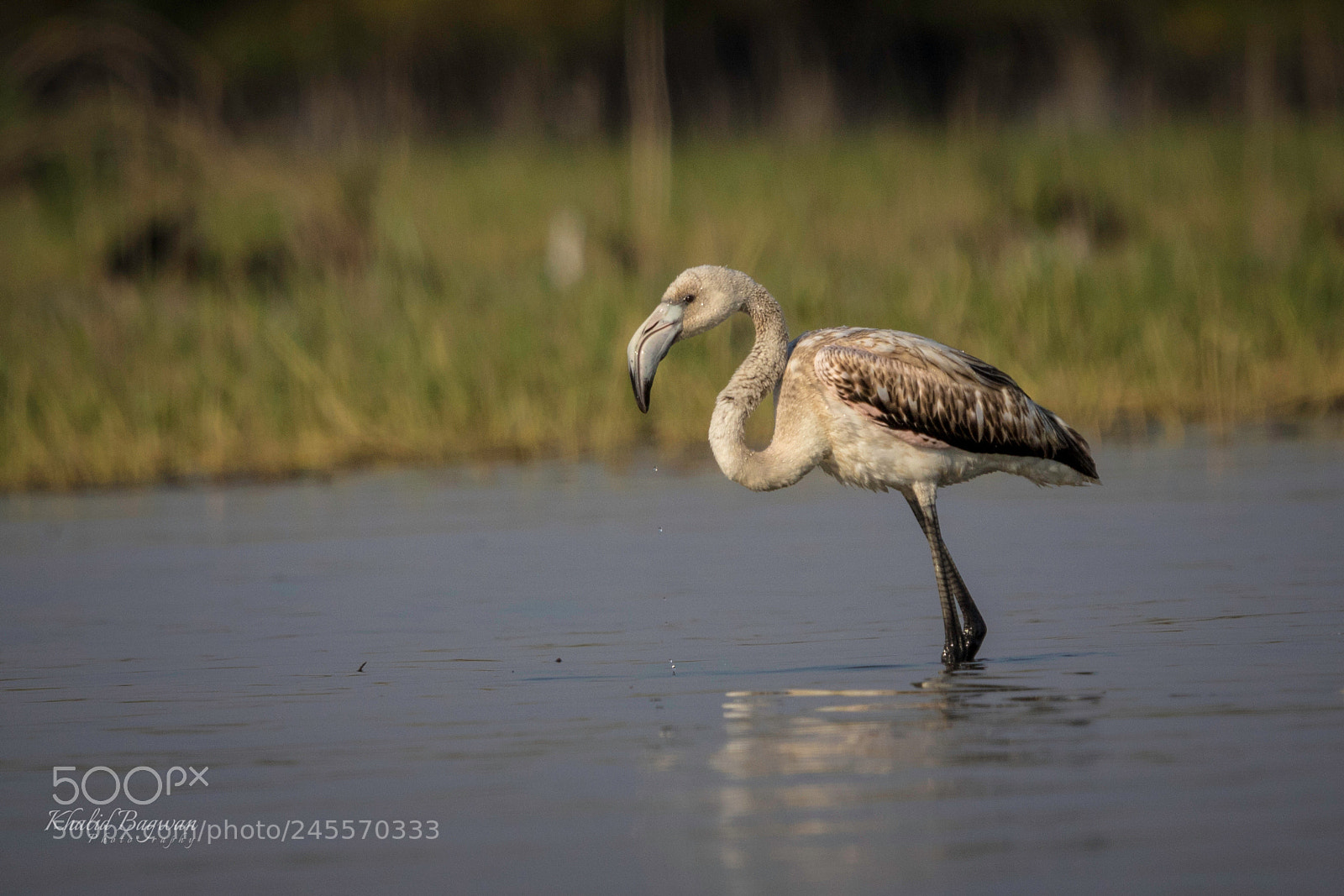 Canon EOS 7D Mark II sample photo. Flamingo juvenile photography
