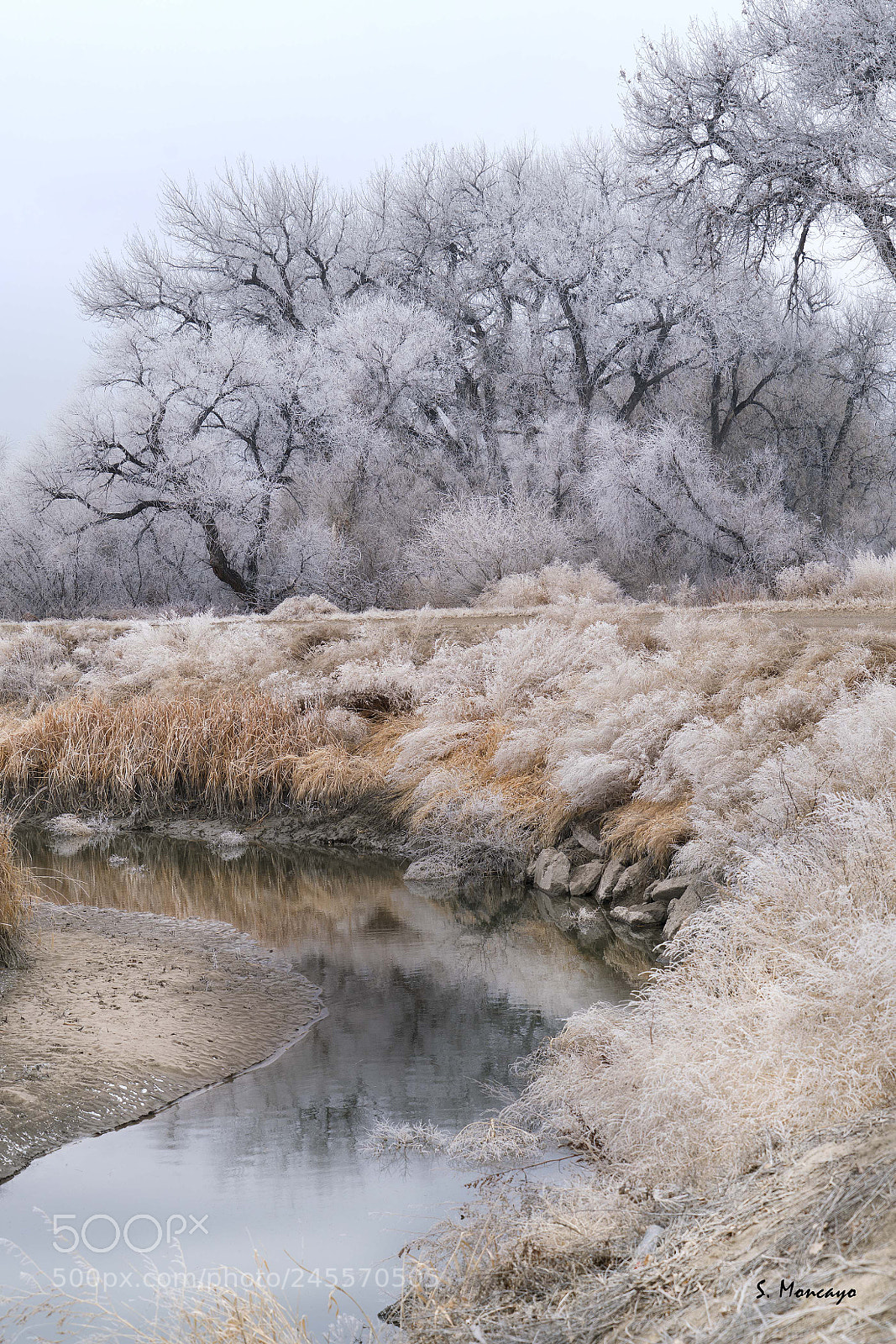 Sony a7R II sample photo. Frozen fog photography
