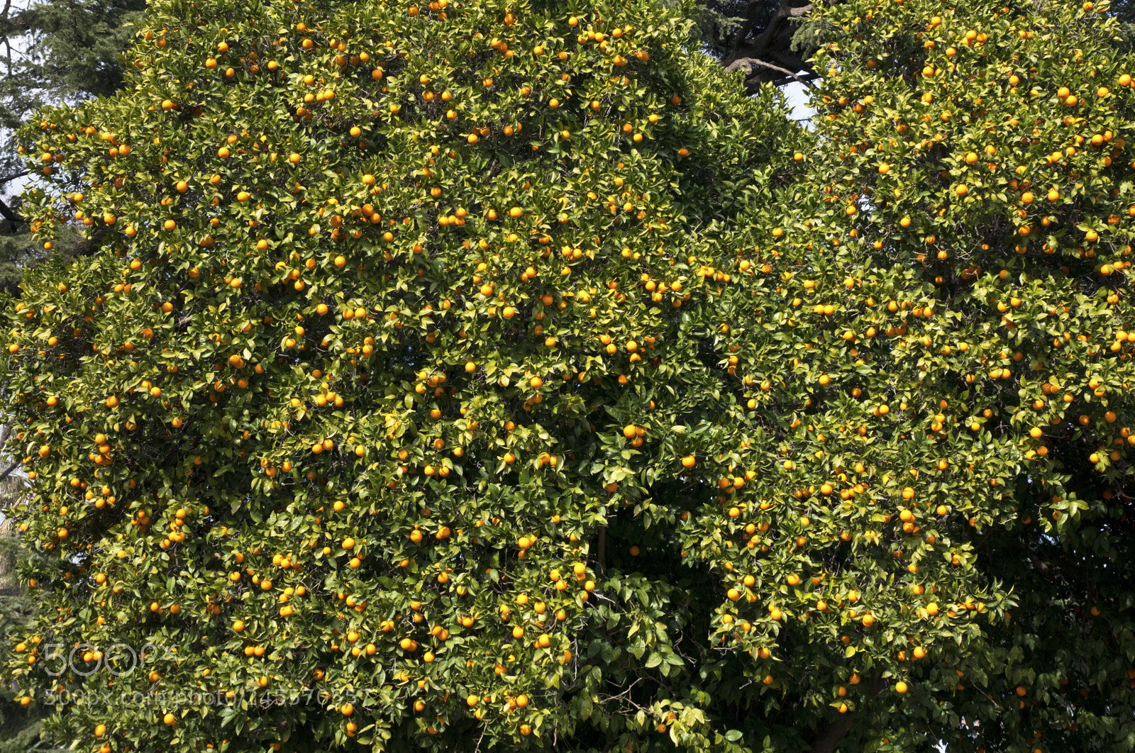 Panasonic Lumix DMC-G5 sample photo. Lumix orange 475 photography