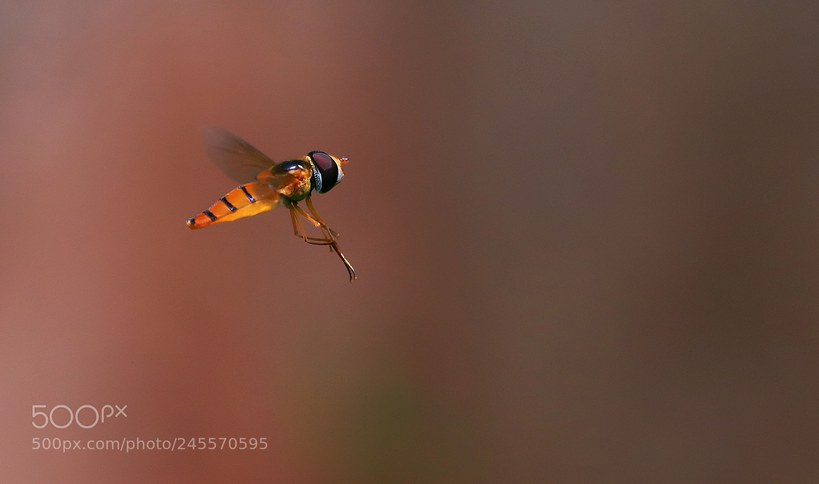 Canon EOS 6D Mark II sample photo. Noon flight photography