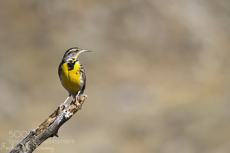 Nikon D500 sample photo. Western meadowlark photography