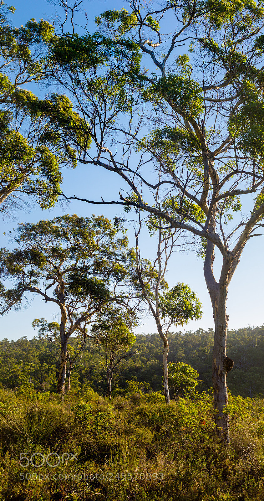 Canon EOS 600D (Rebel EOS T3i / EOS Kiss X5) sample photo. Forest escape photography