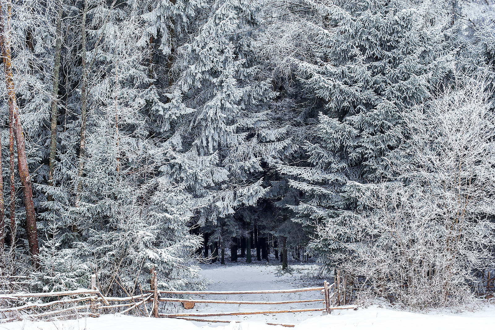 Nikon D3 sample photo. Road to the forest photography