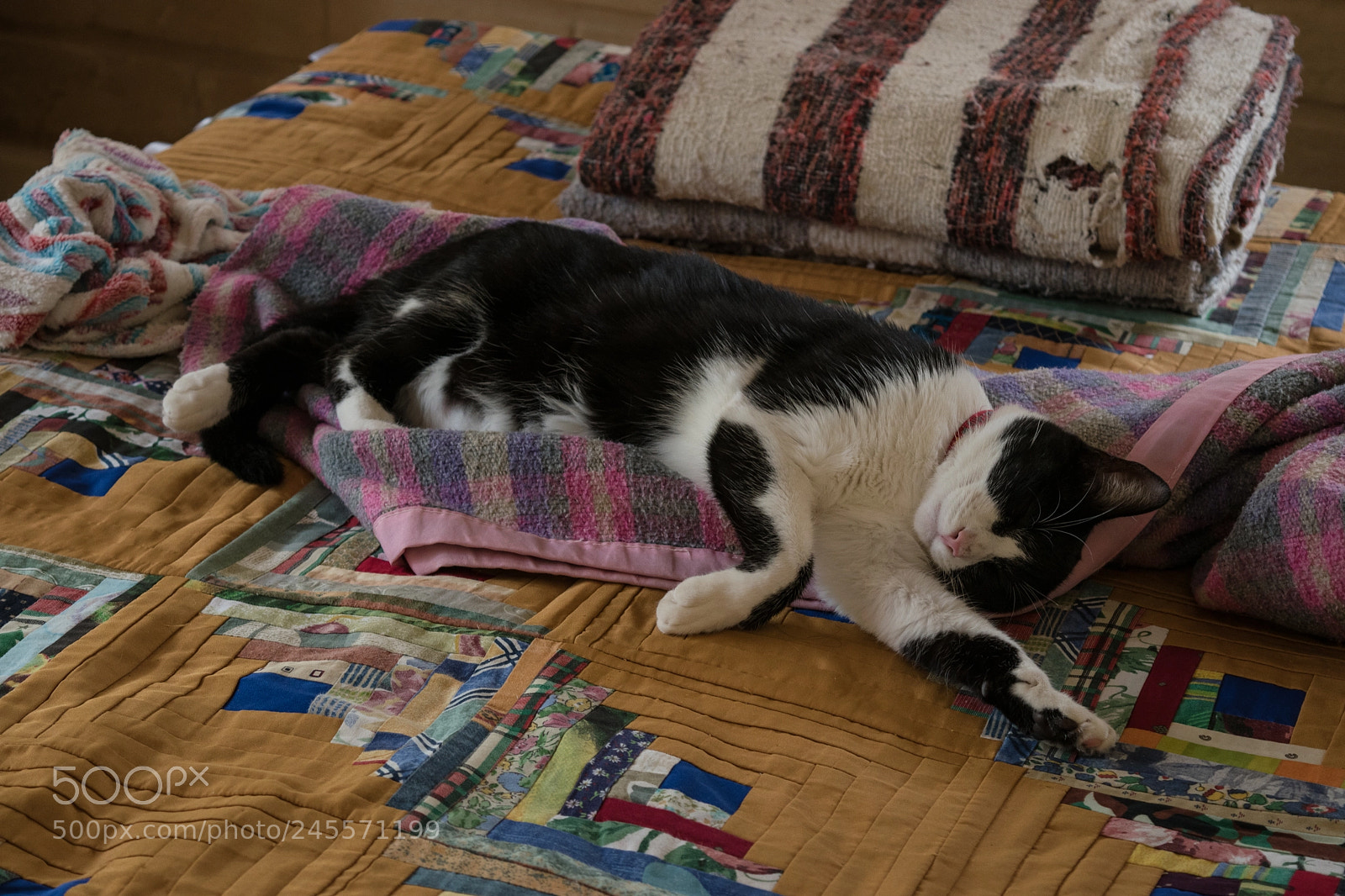 Nikon D5500 sample photo. Sleeping cat photography