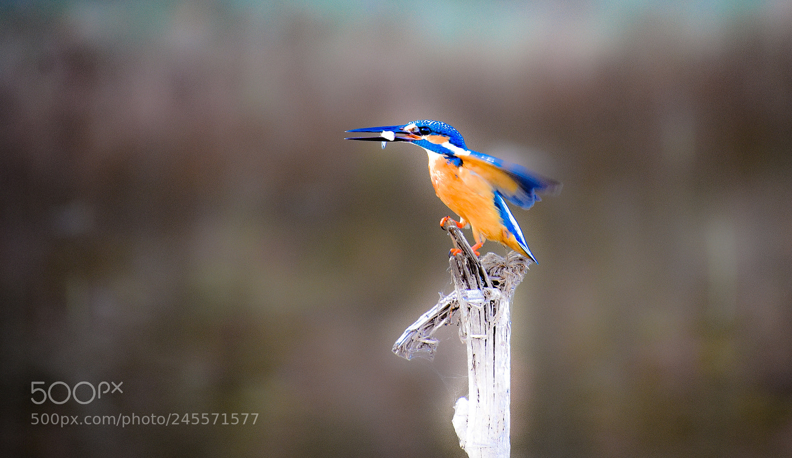 Nikon D3400 sample photo. Kingfisher photography