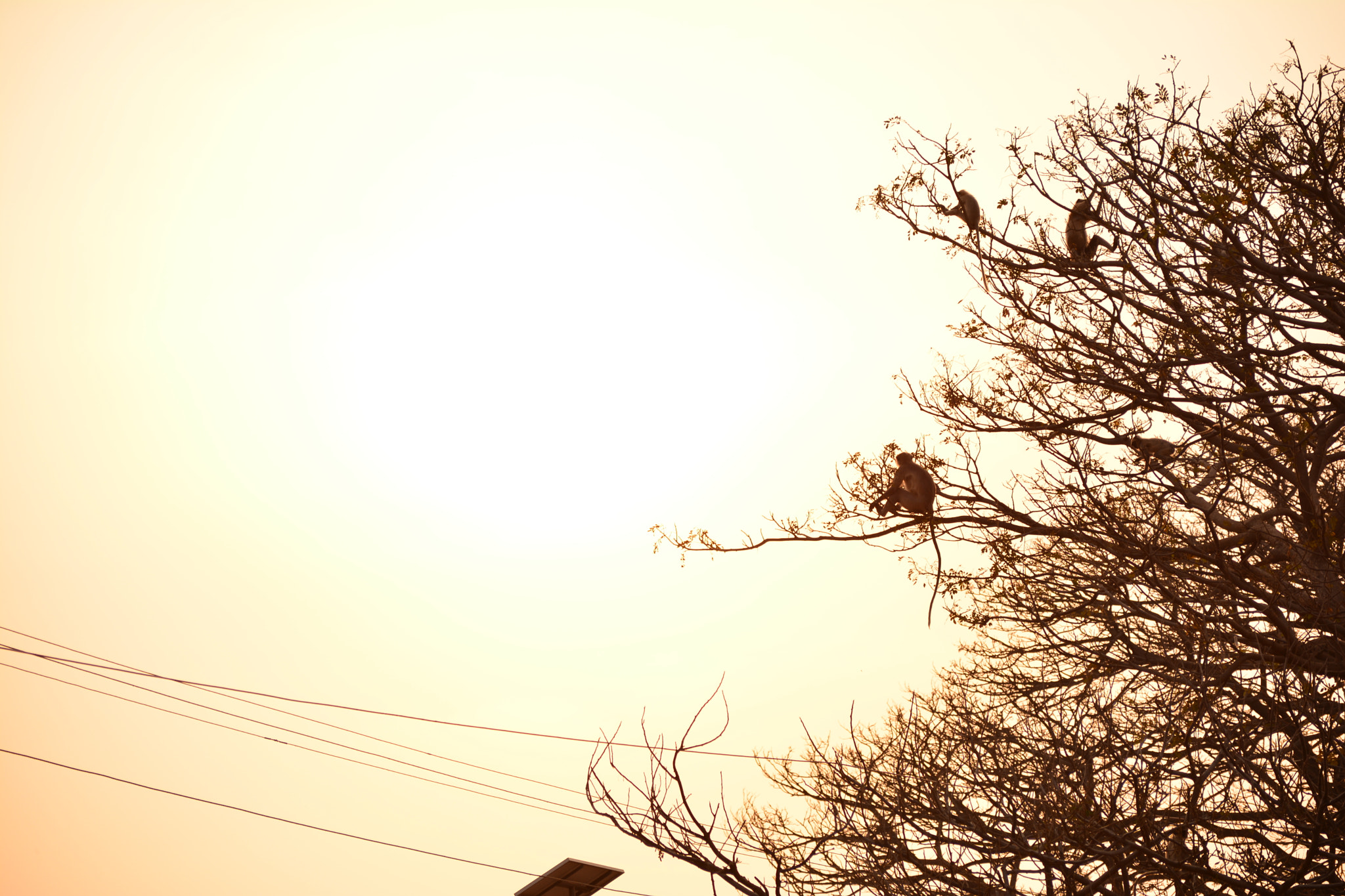 Nikon D5200 sample photo. Beautiful combination.. evening rays during sunset..! photography