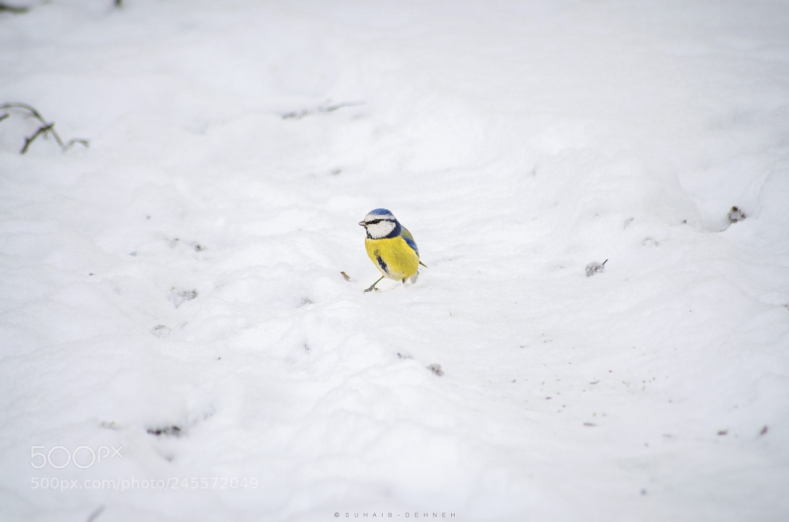 Nikon D5100 sample photo. Birds on snow photography