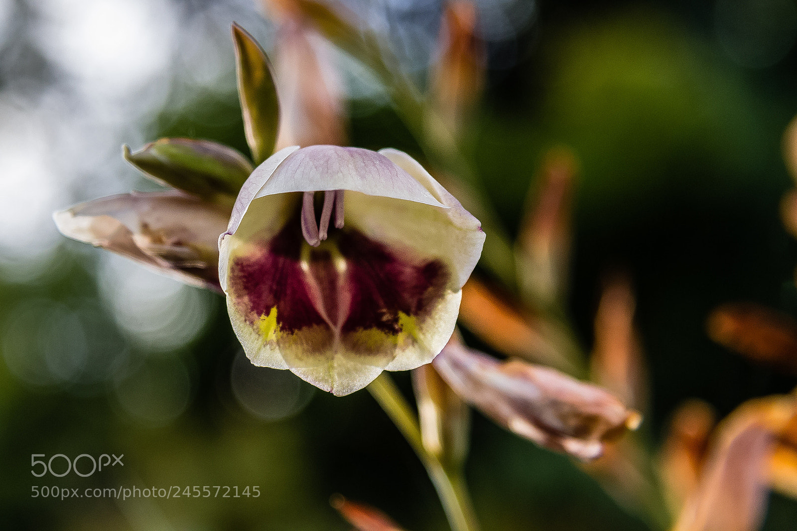 Canon EOS 60D sample photo. Gladiolus papilio photography