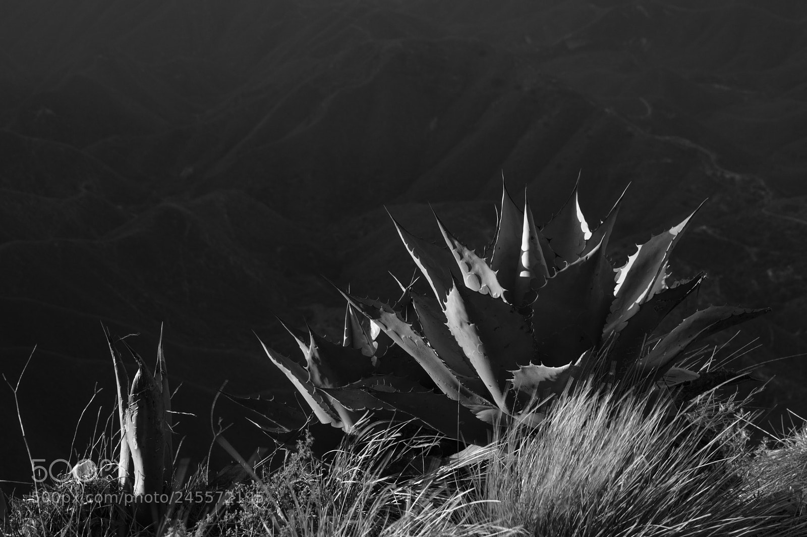Nikon D3200 sample photo. Maguey de la cumbres photography