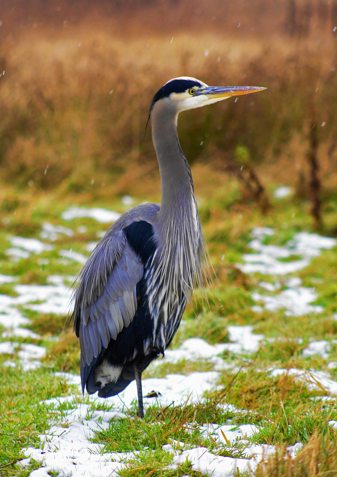 Canon EOS 60D sample photo. Great blue heron--鹭 photography