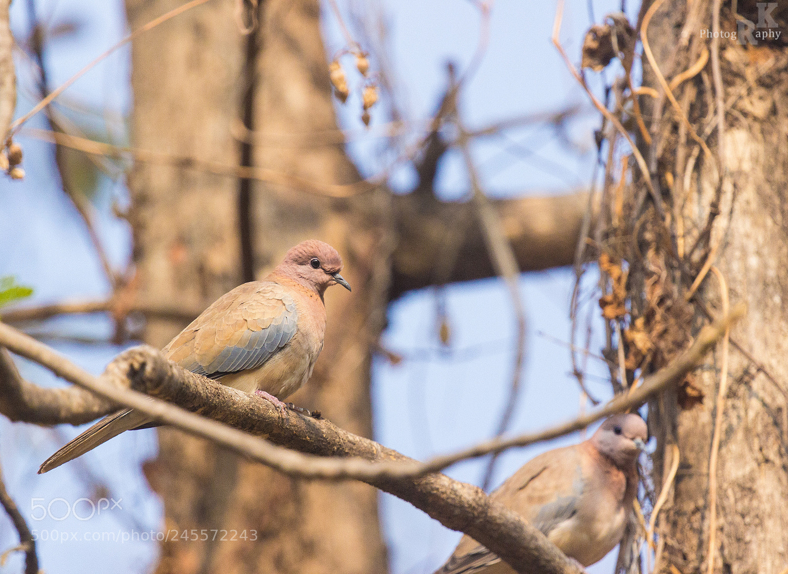 Canon EOS 600D (Rebel EOS T3i / EOS Kiss X5) sample photo. Laughing dove photography