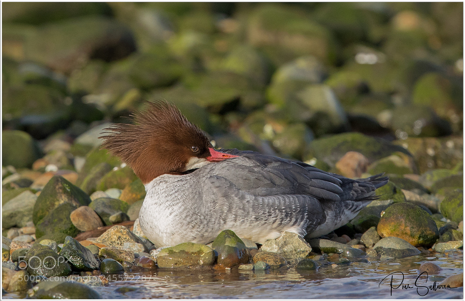 Canon EOS-1D X Mark II sample photo. Merganser photography