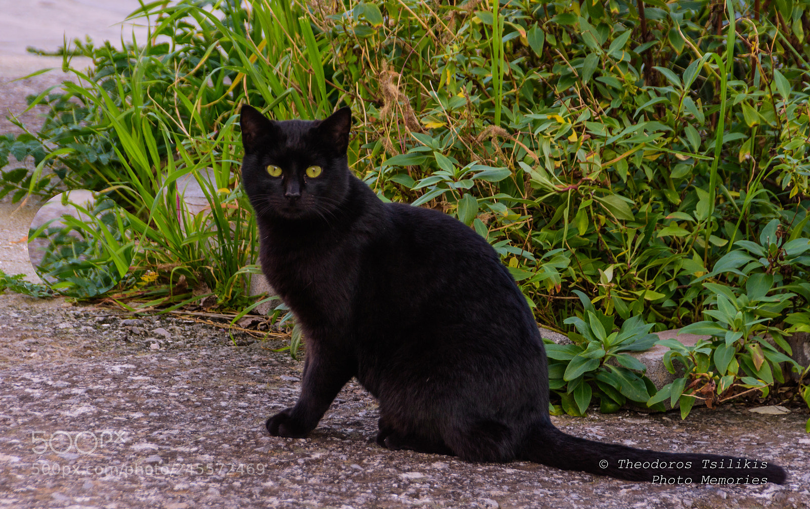 Nikon D7200 sample photo. Prejudices and superstitions photography