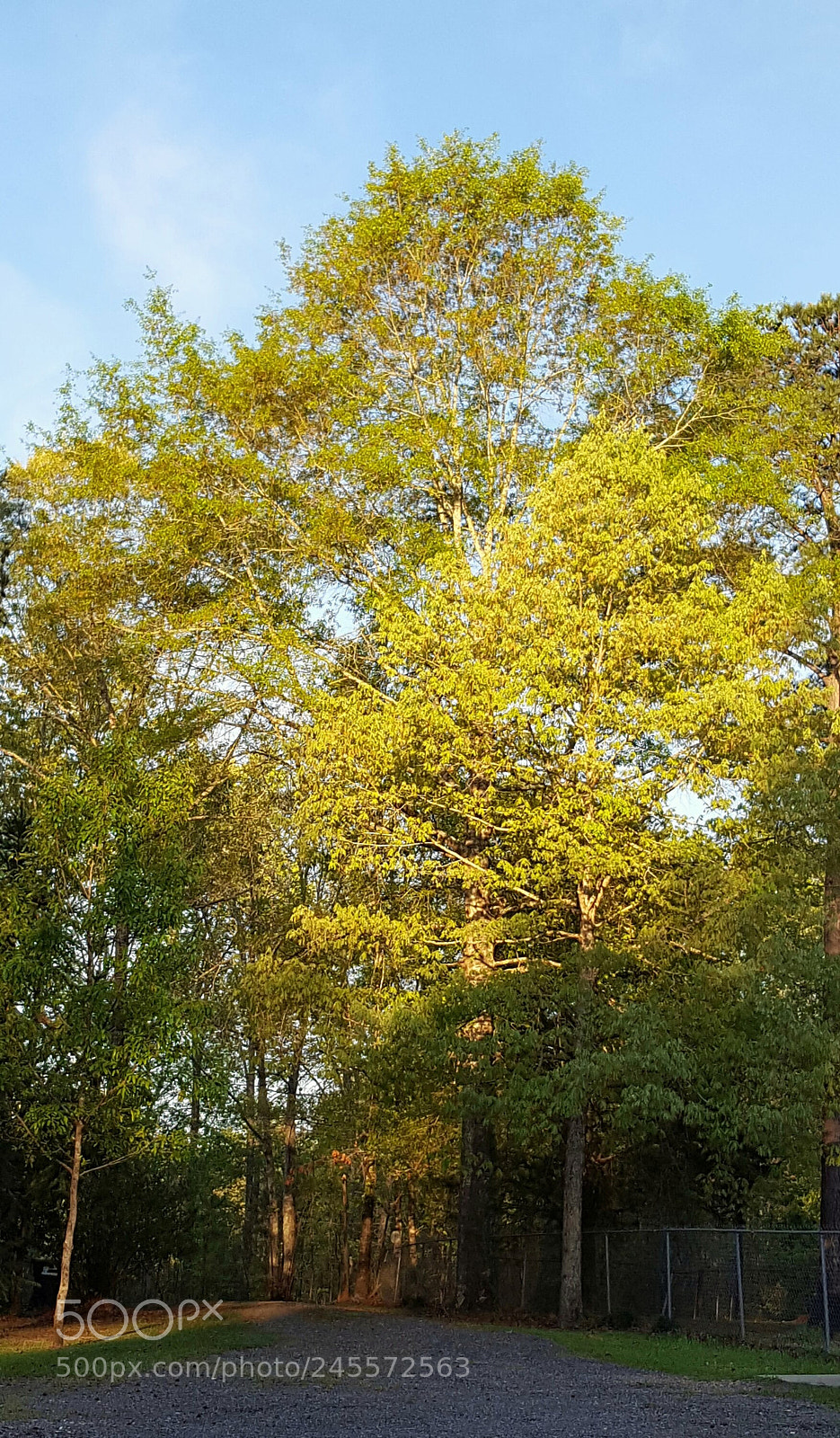 Samsung Galaxy S6 sample photo. Spring sunlight photography