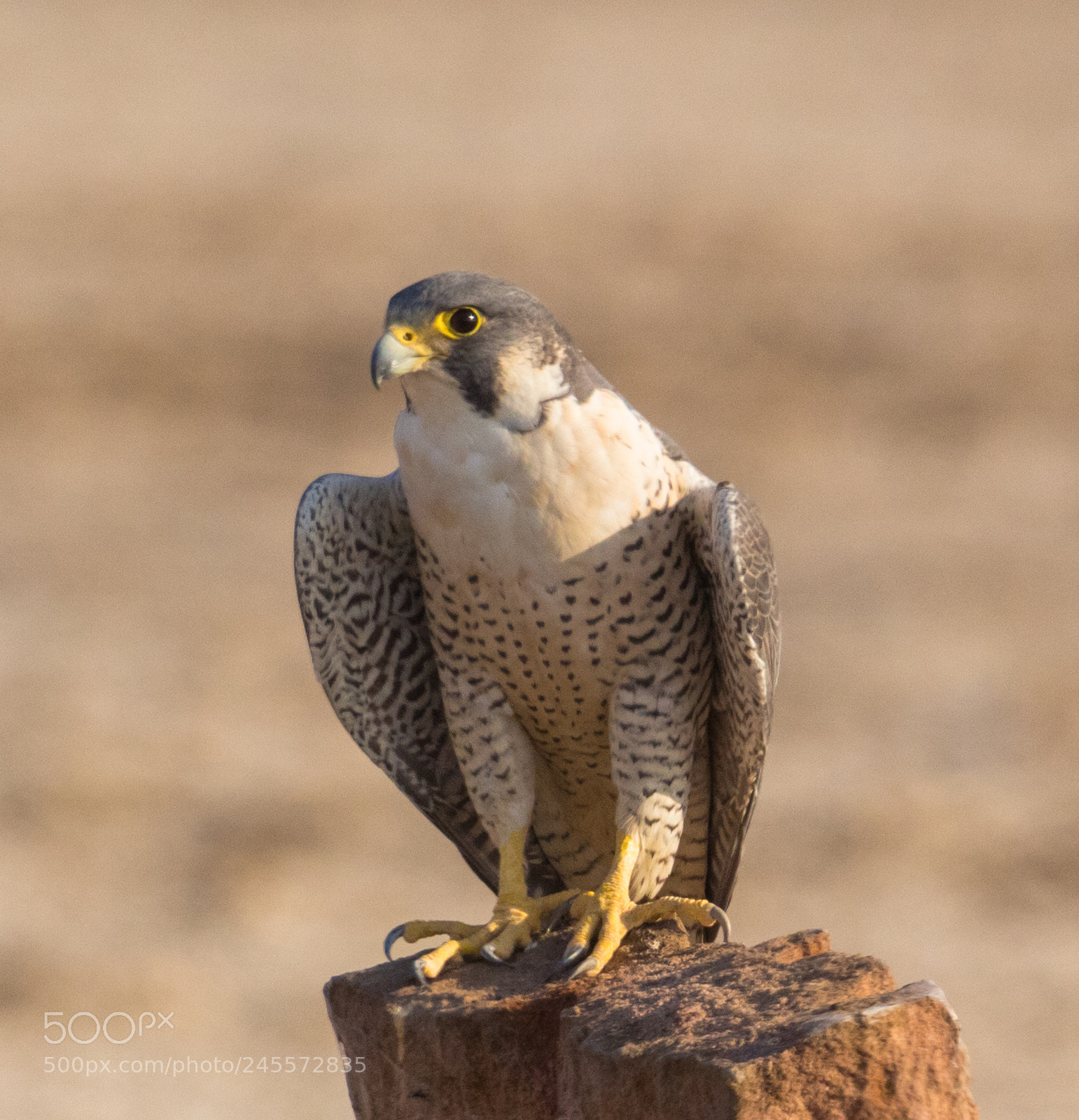 Canon EOS 700D (EOS Rebel T5i / EOS Kiss X7i) sample photo. Wildlife photography