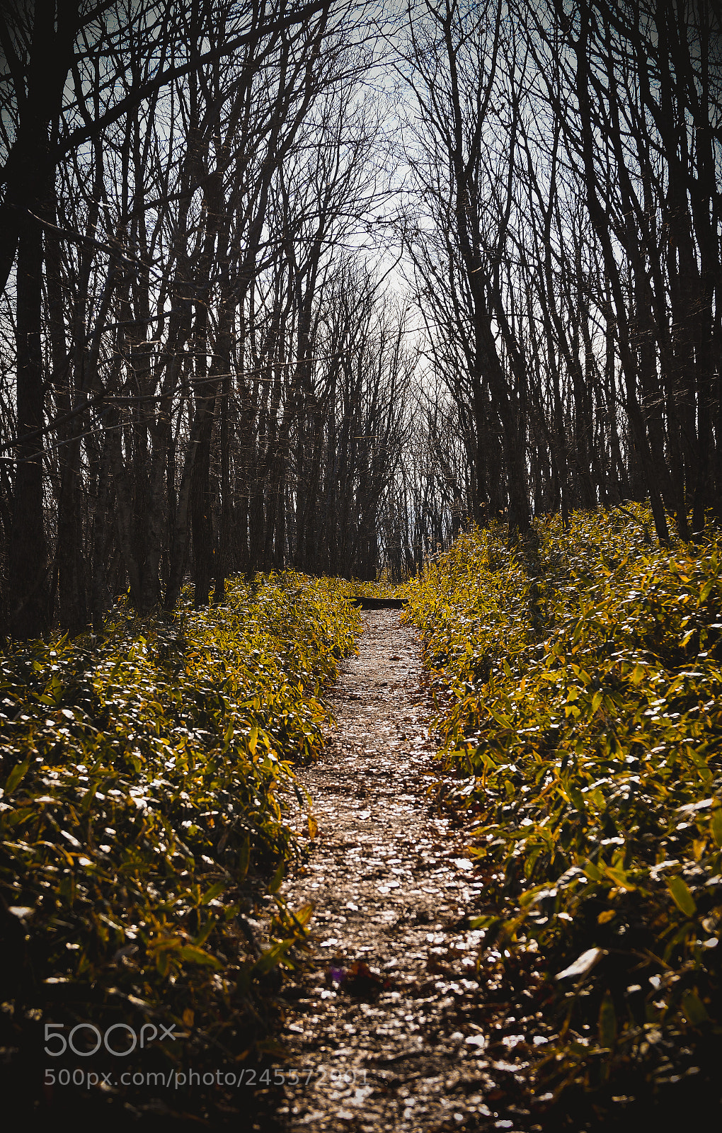 Nikon D500 sample photo. Walking down... photography