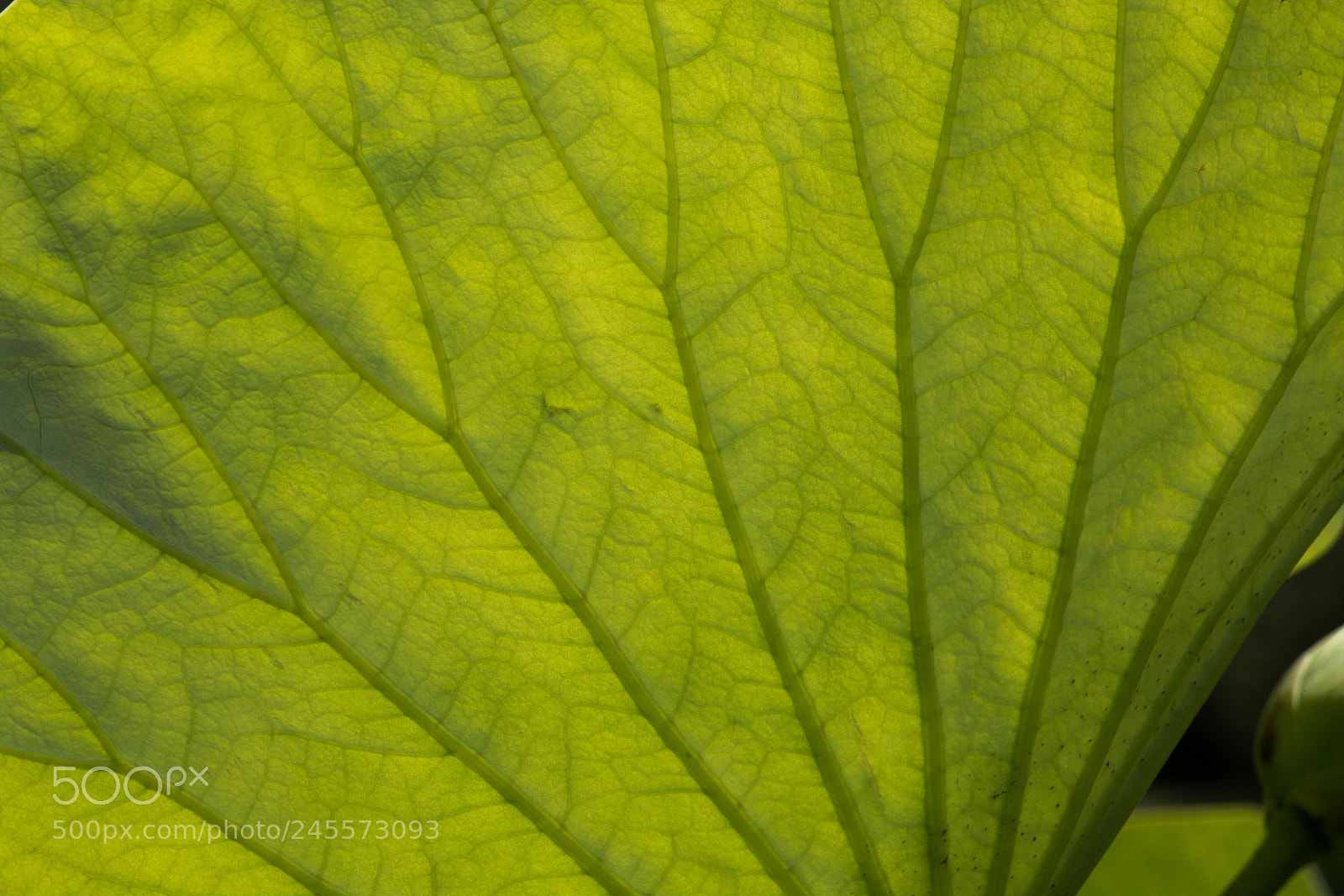 Canon EOS 70D sample photo. Lotus leaf photography