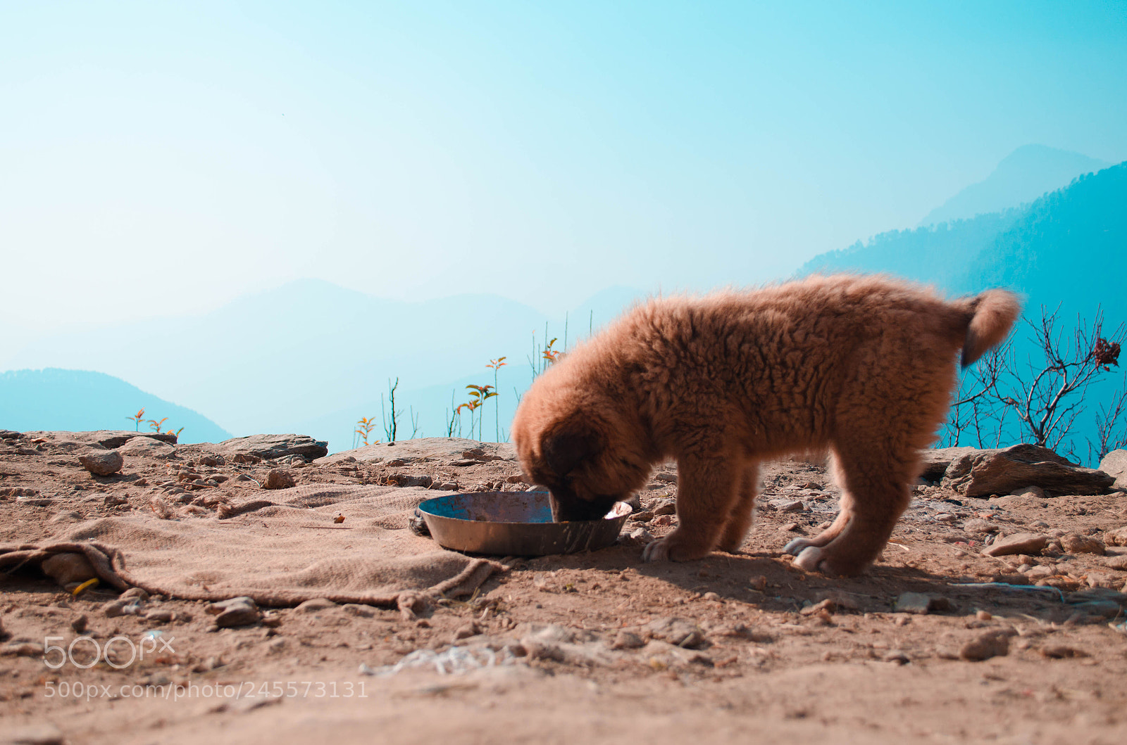 Nikon D5100 sample photo. Mountain puppy photography