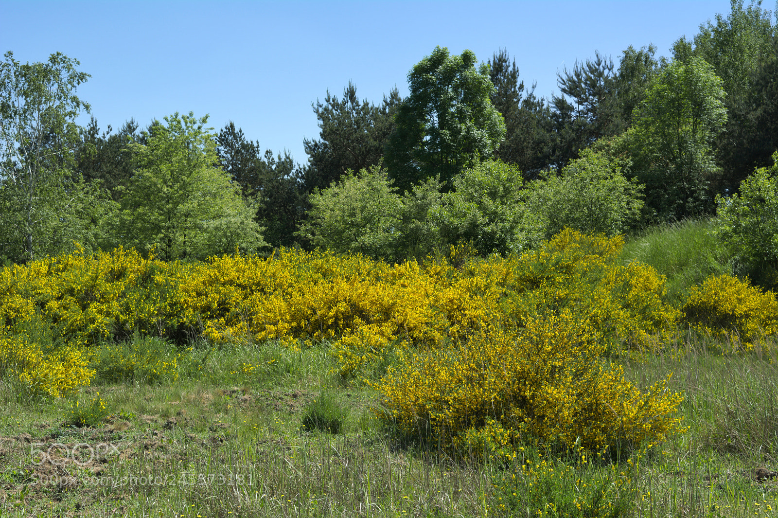 Nikon D5200 sample photo. Żarnowce photography