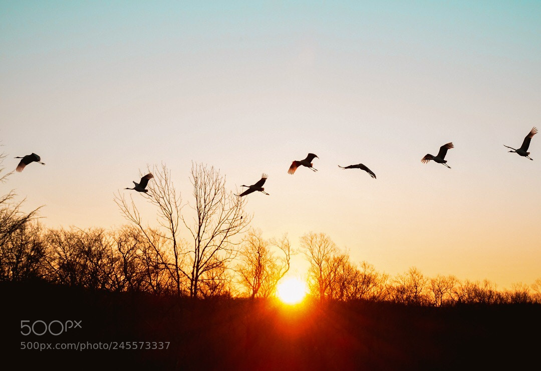 Nikon D500 sample photo. Red crowned cranes photography
