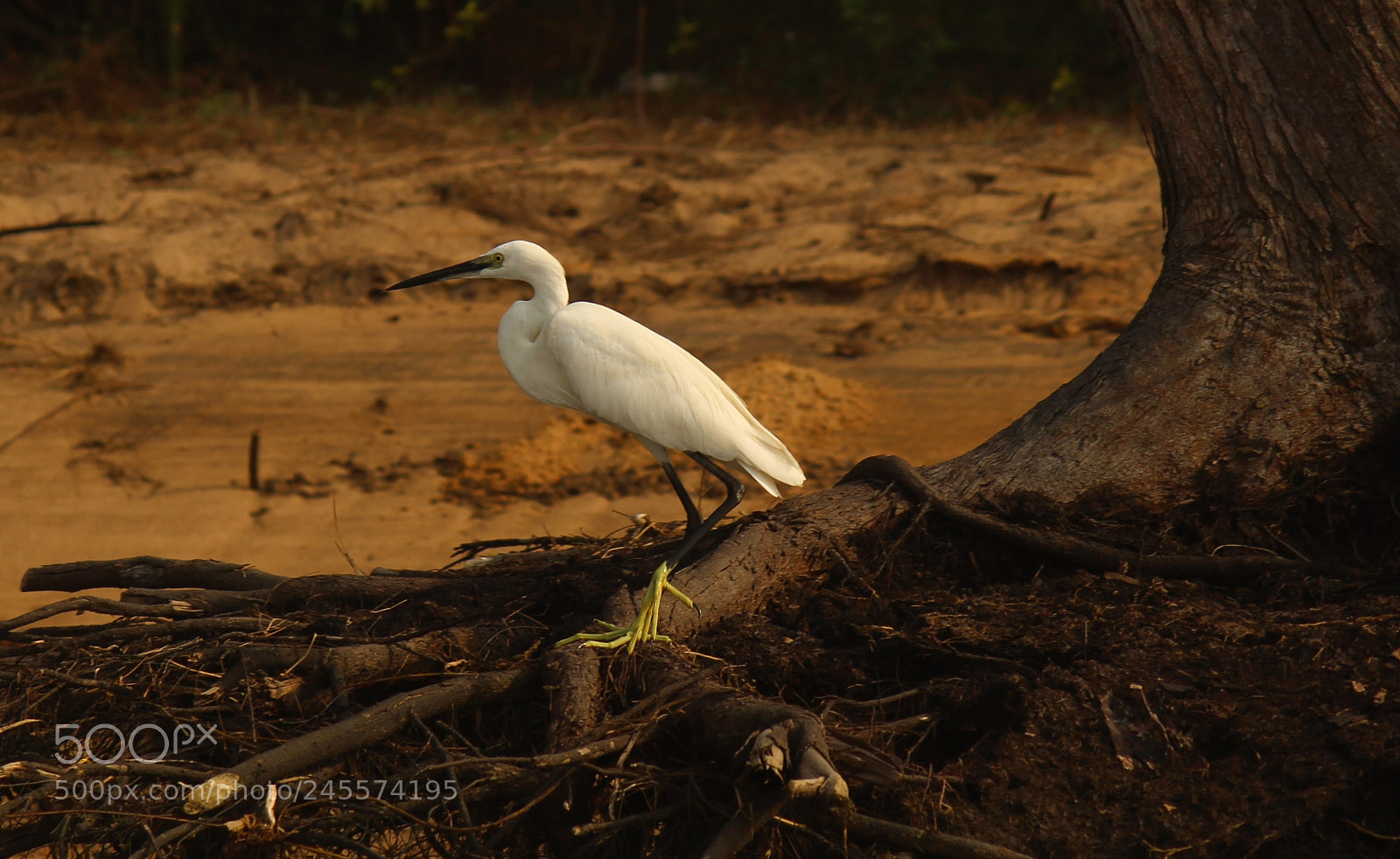 Canon EOS 600D (Rebel EOS T3i / EOS Kiss X5) sample photo. At chilka lake photography