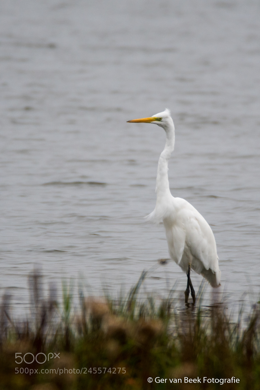 Nikon D7500 sample photo. Great egret photography