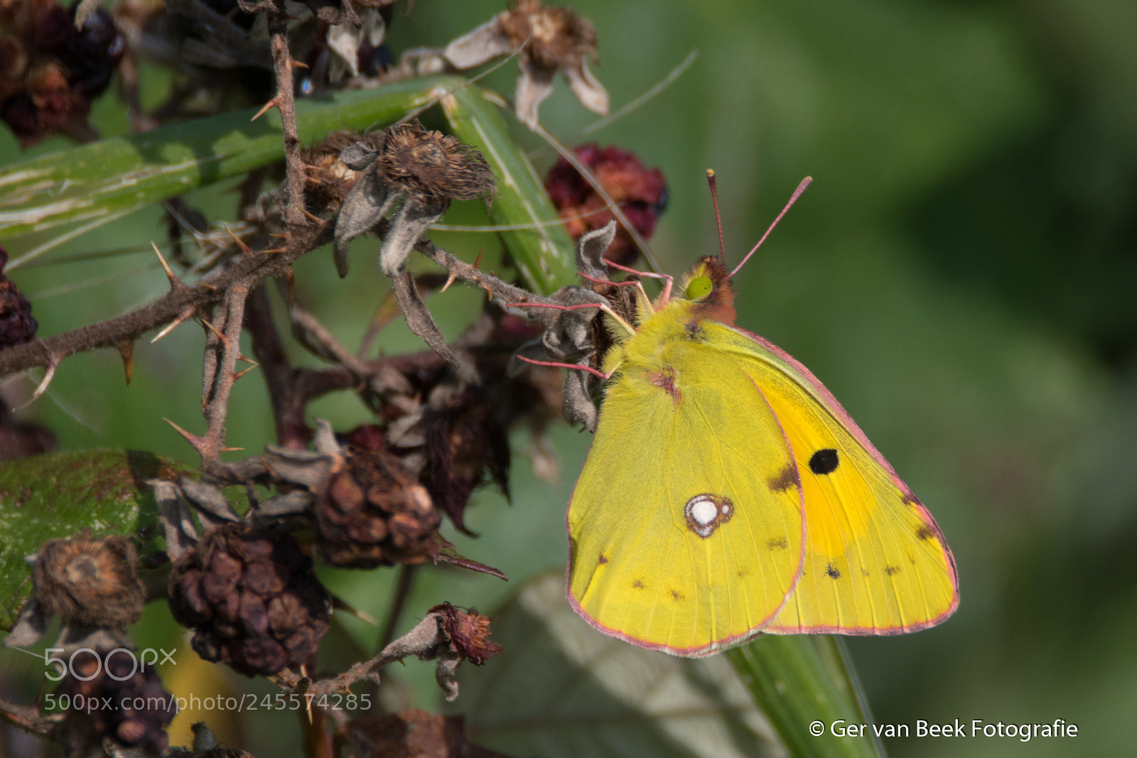 Nikon D7500 sample photo. Butterfly photography