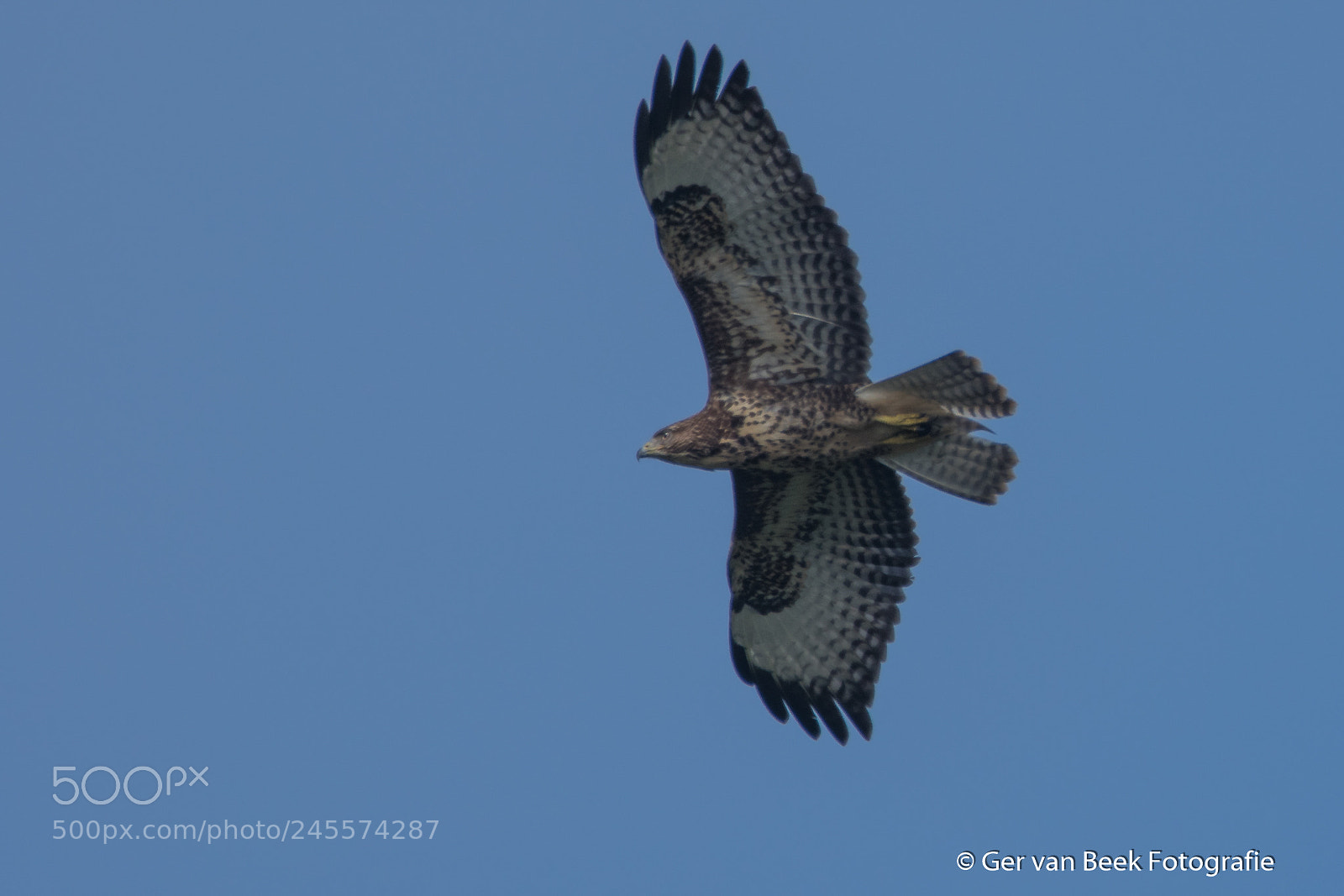 Nikon D7500 sample photo. Buzzard photography