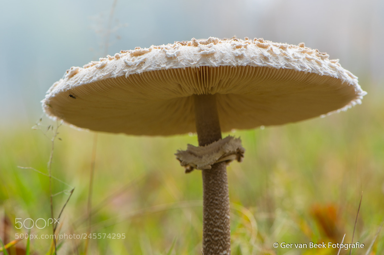 Nikon D7500 sample photo. Macrolepiota procera, photography