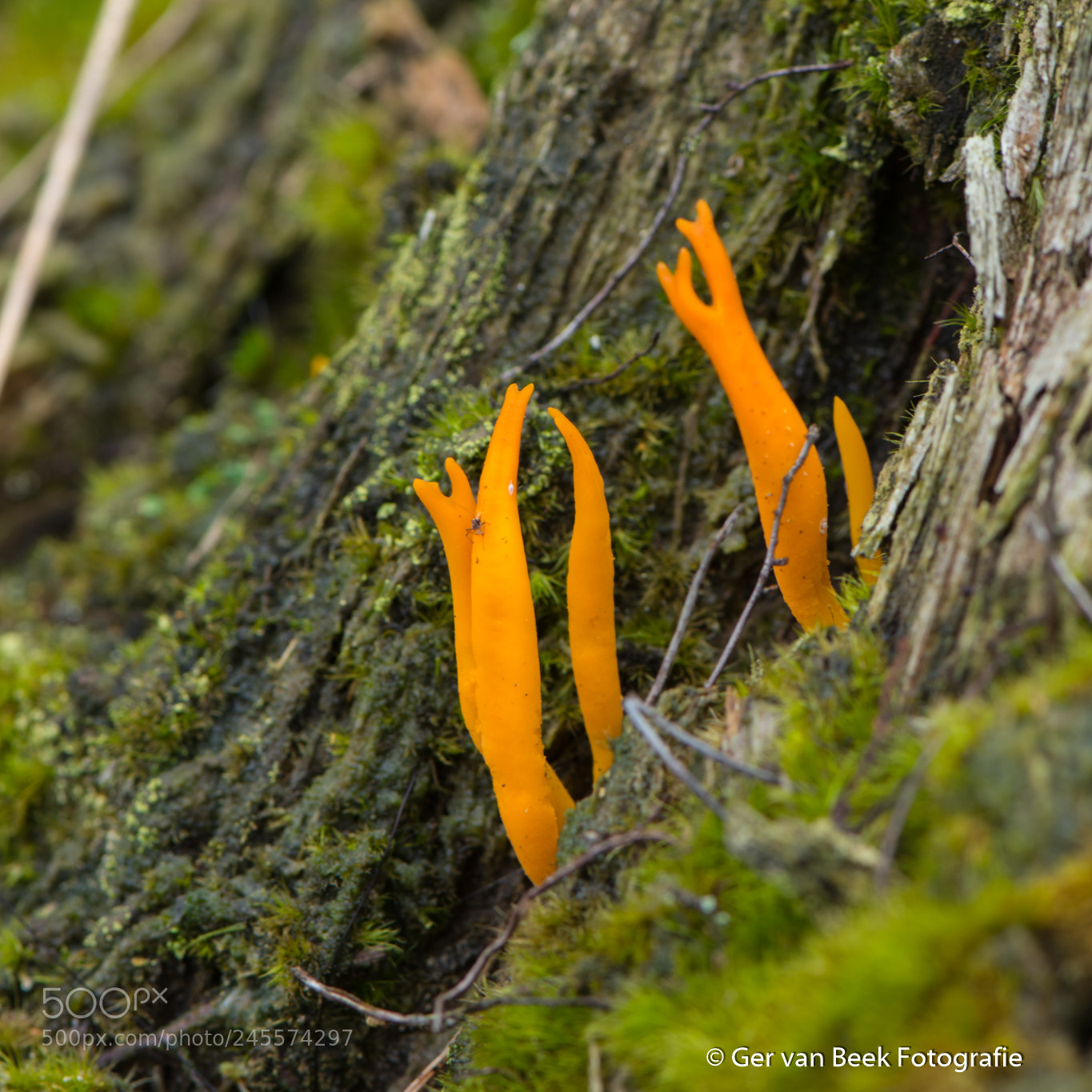 Nikon D7500 sample photo. Calocera viscosa photography
