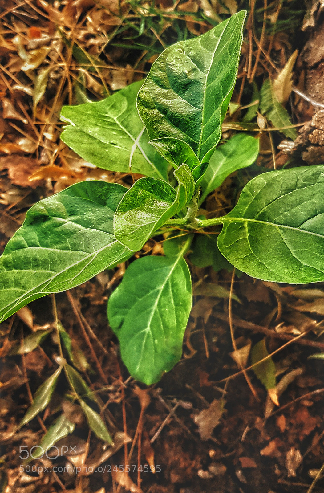 Samsung Galaxy S8 sample photo. Untitled photography