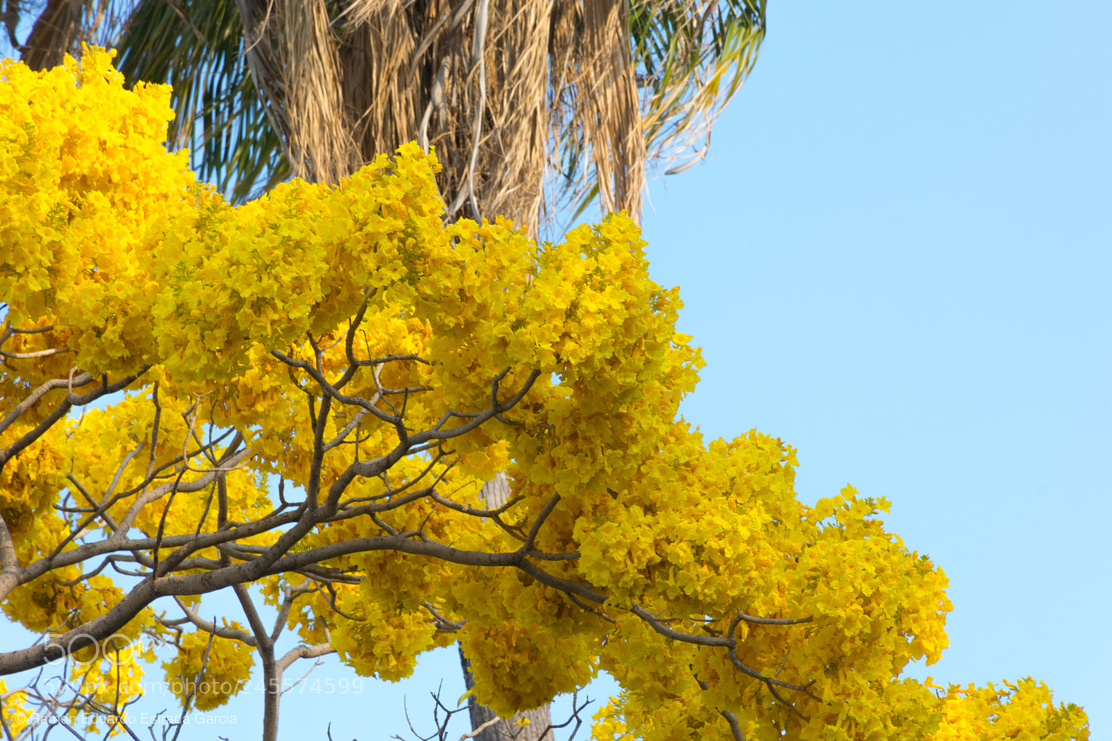 Nikon D7100 sample photo. Yellow photography