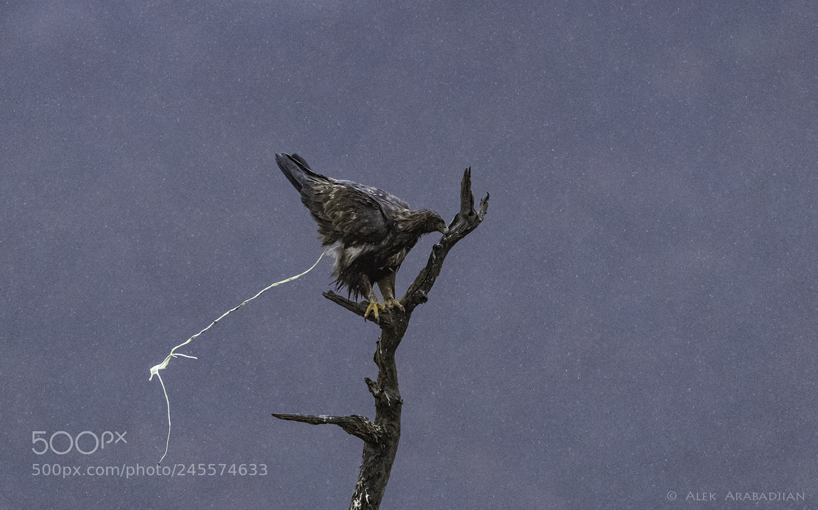 Nikon D5 sample photo. Eagle's ease nature photography