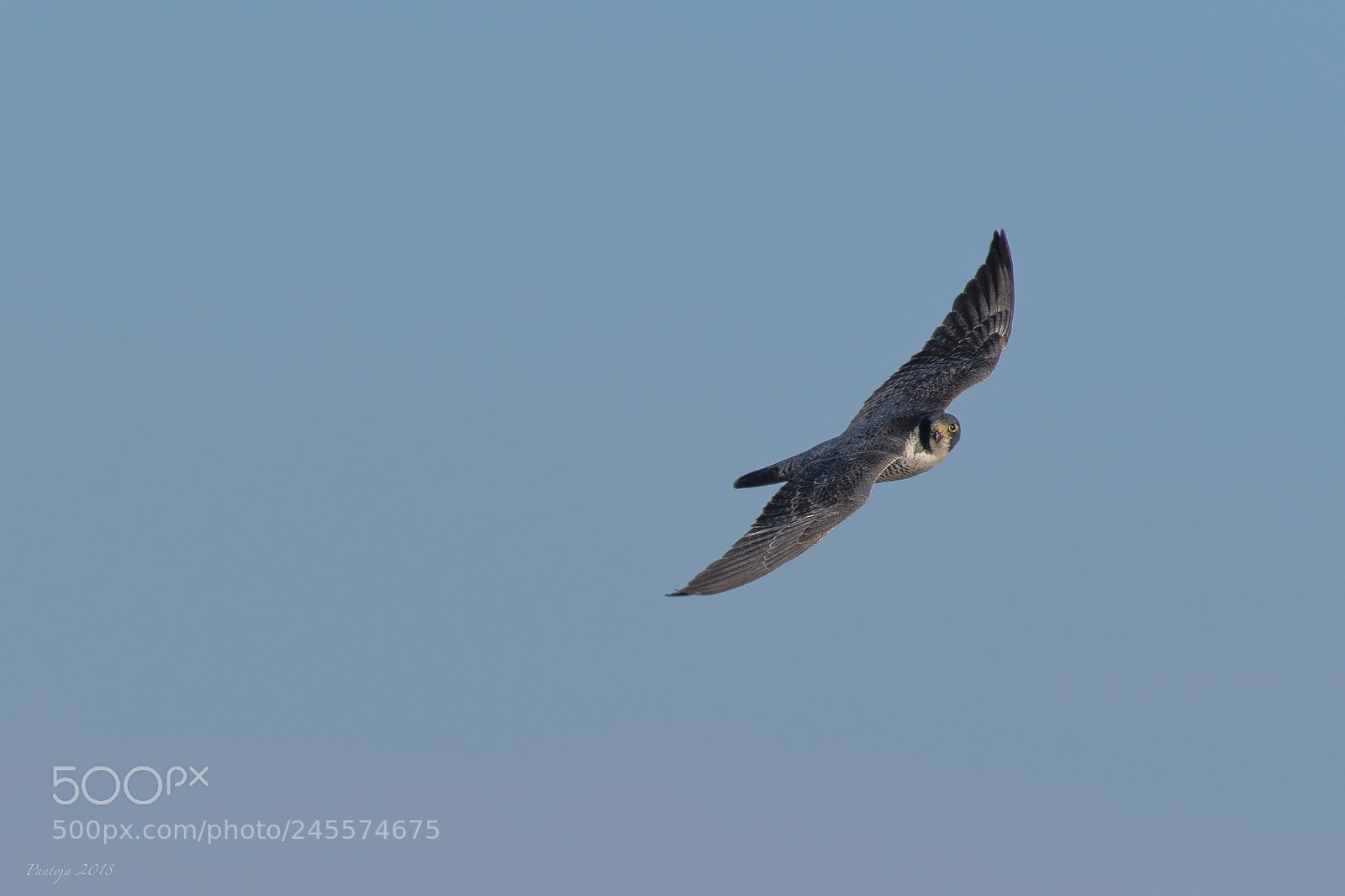 Nikon D500 sample photo. Peregrine falcon photography