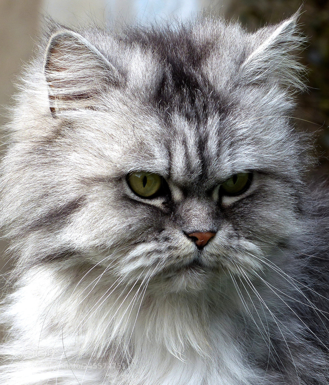 Panasonic Lumix DMC-FZ200 sample photo. Cat + photography