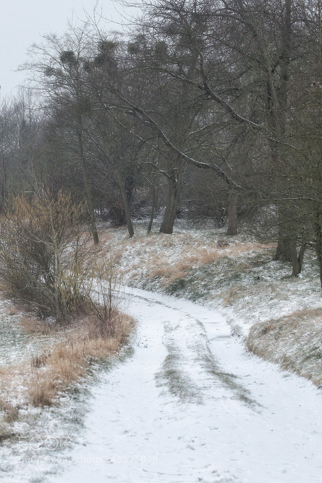 Canon EOS 700D (EOS Rebel T5i / EOS Kiss X7i) sample photo. Path photography