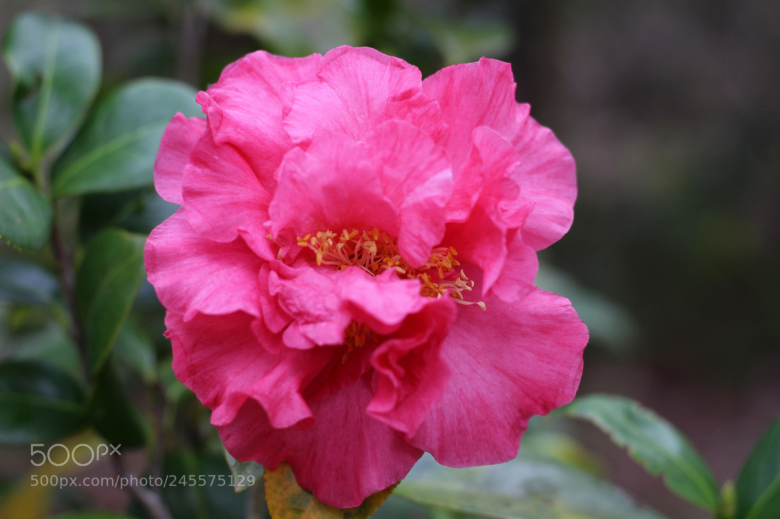 Canon EOS 100D (EOS Rebel SL1 / EOS Kiss X7) sample photo. Touchdown camellia photography