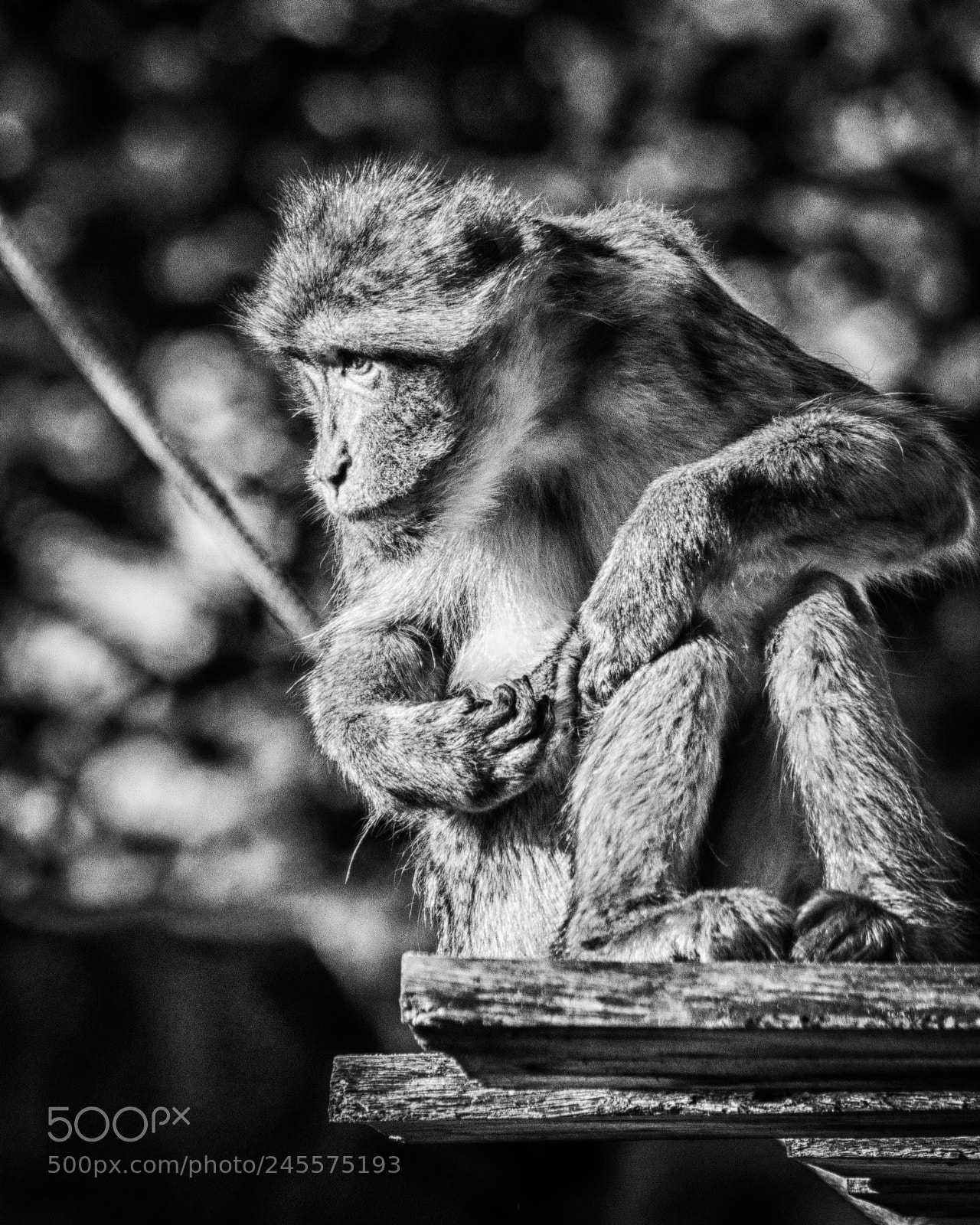 Canon EOS 600D (Rebel EOS T3i / EOS Kiss X5) sample photo. Monkey see.. photography