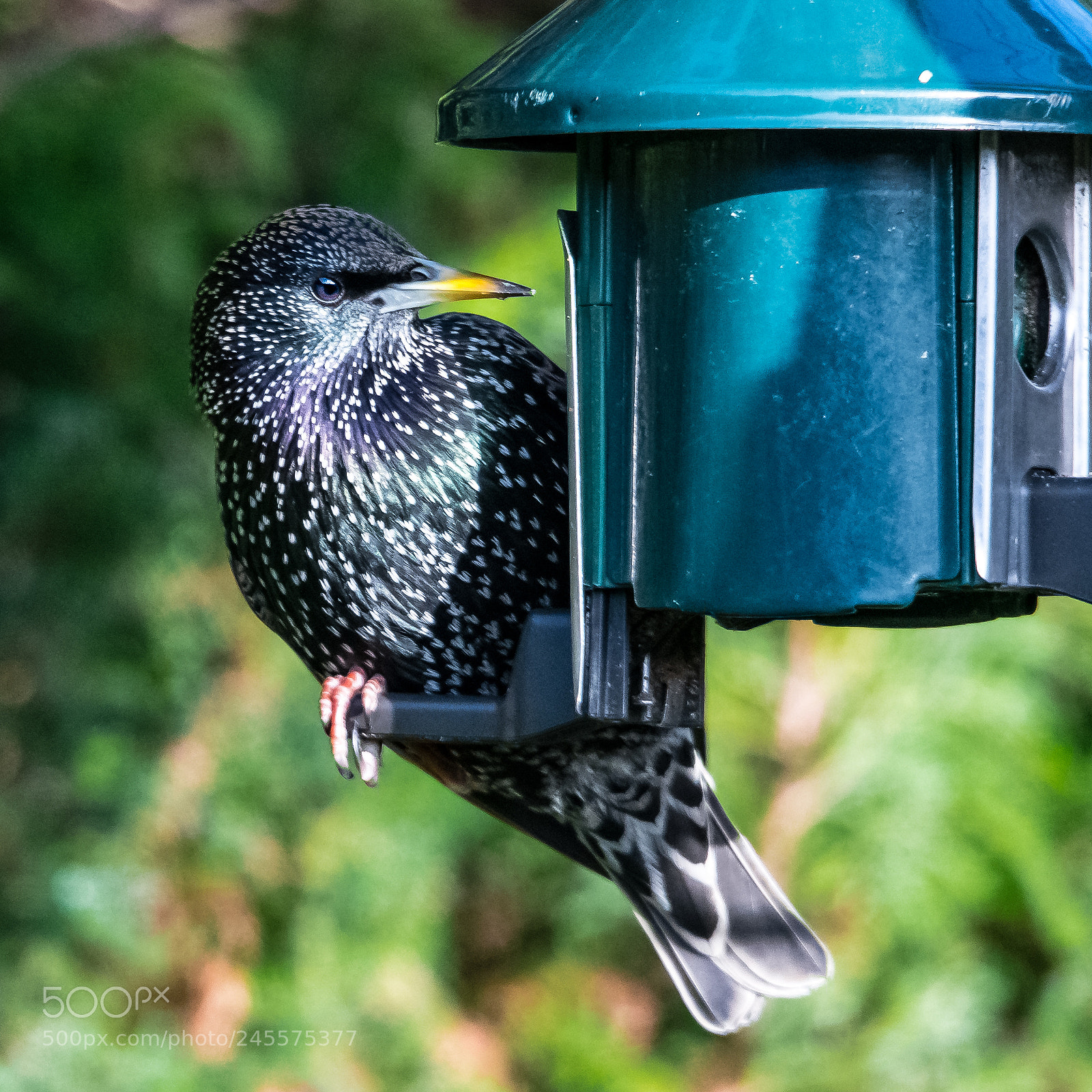 Nikon D850 sample photo. Serious starling photography