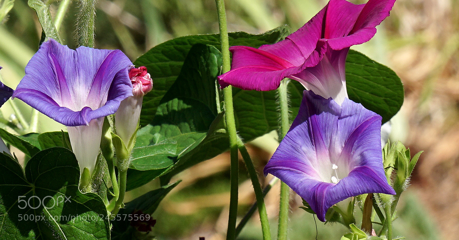 Sony a7R II sample photo. Morning glories photography