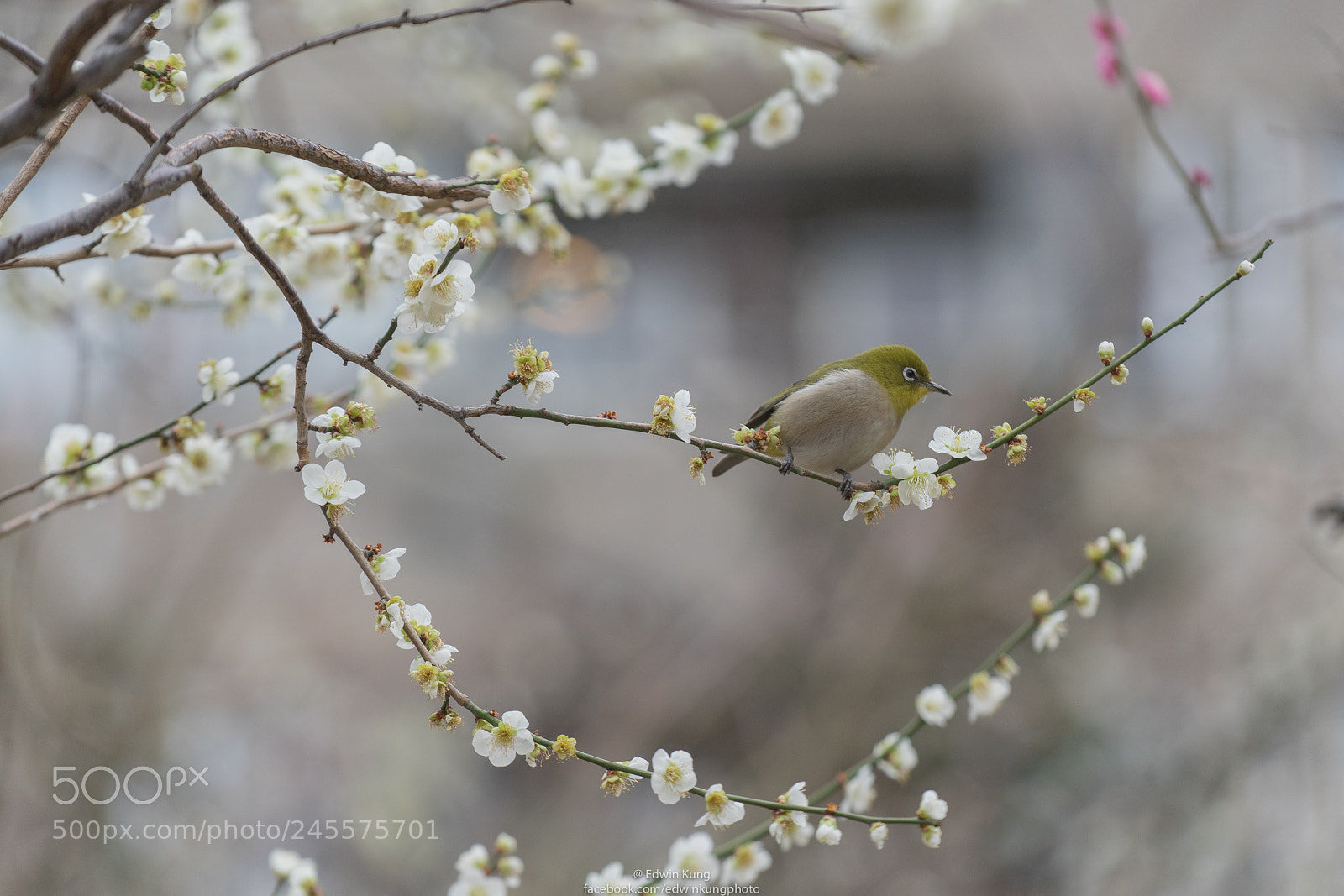 Sony a7 II sample photo. 梅與鳥 photography