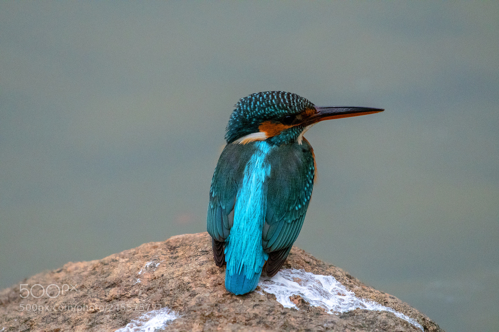Nikon D500 sample photo. Common kingfisher 5 photography
