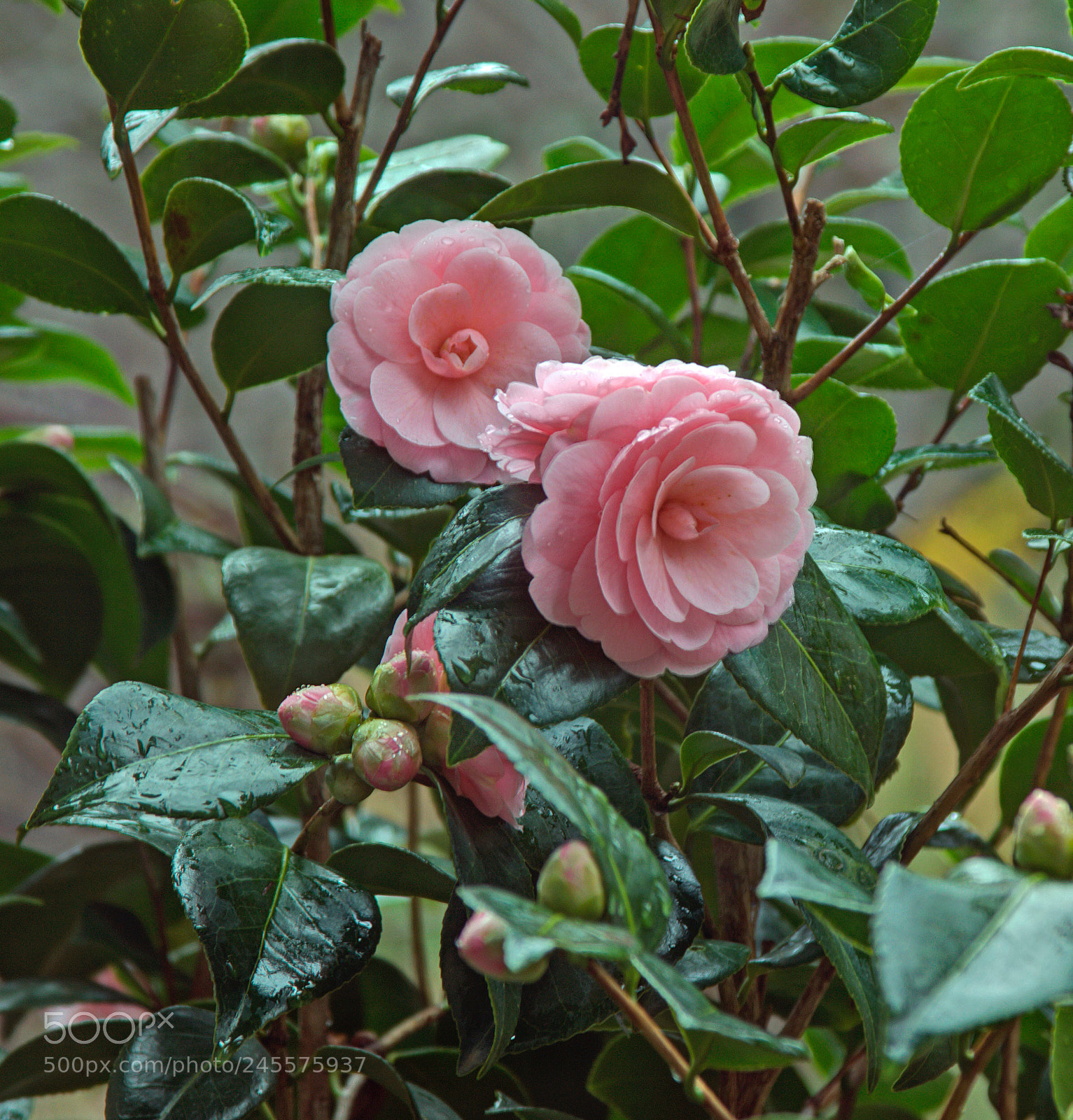 Canon EOS 50D sample photo. Camellias promising spring photography