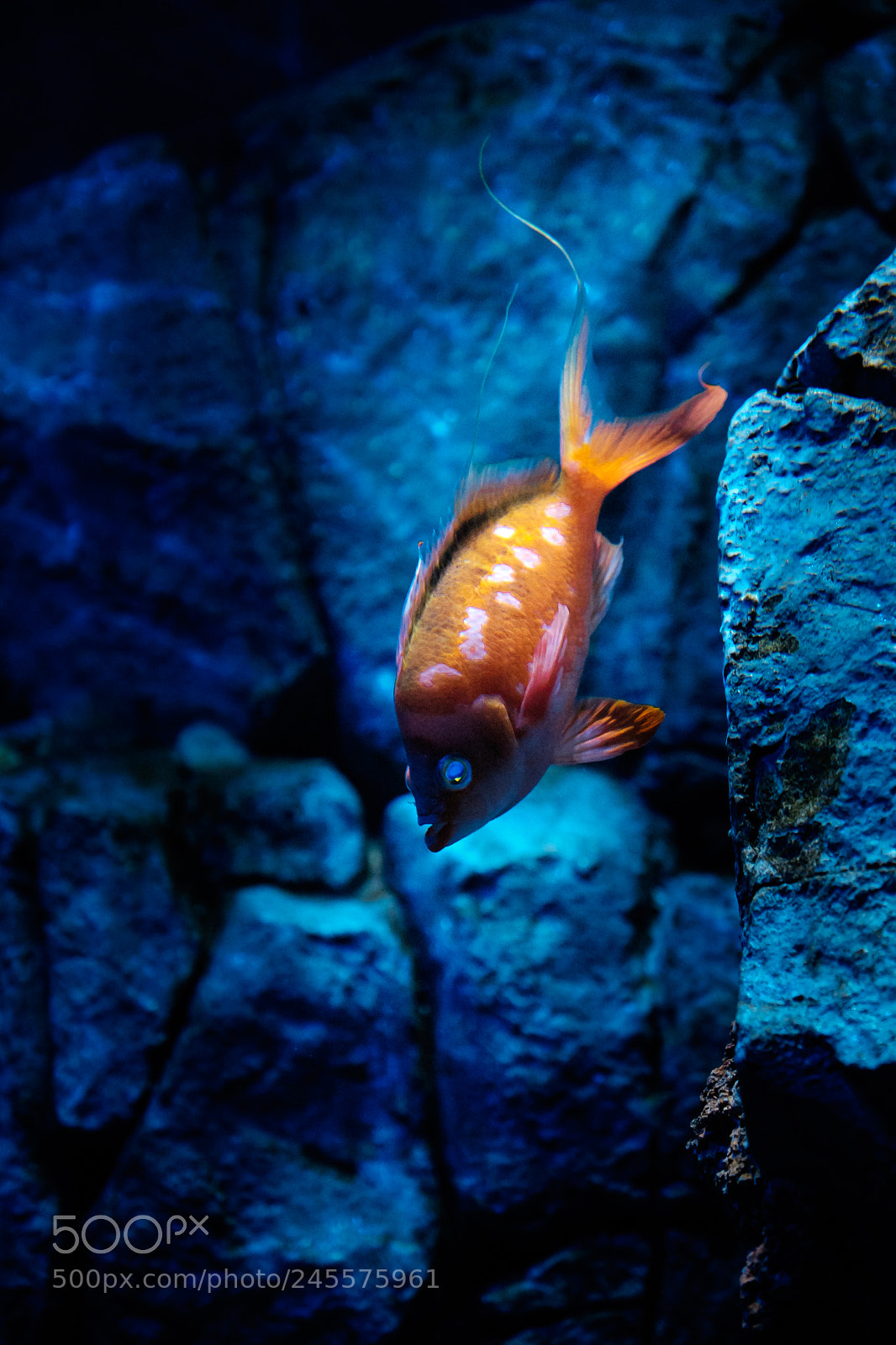 Fujifilm X-T1 sample photo. The eyes photography
