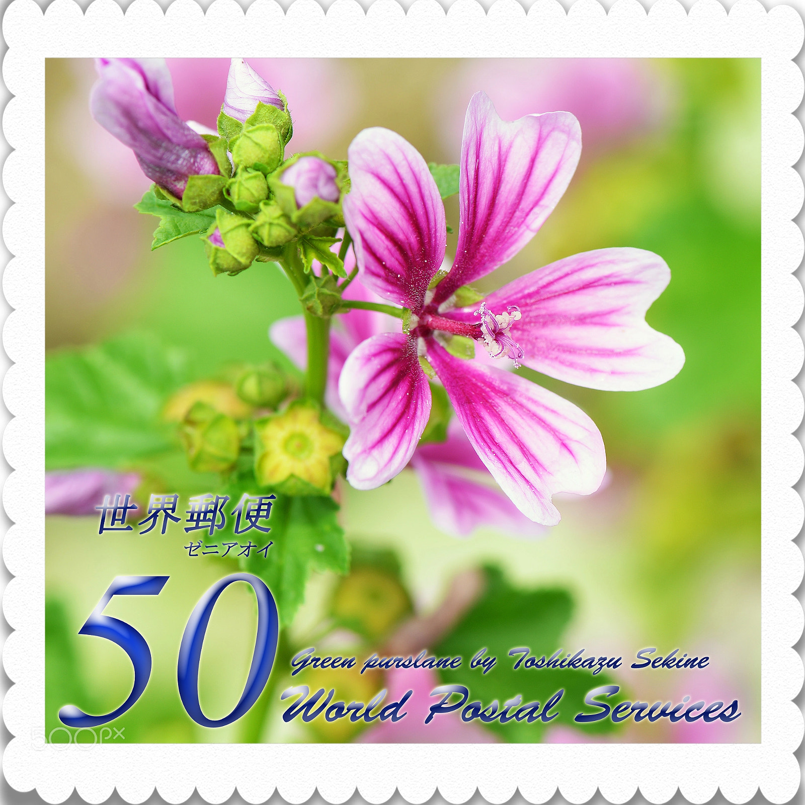 Nikon D800 sample photo. Green purslane photography